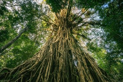 Curtain Fig Tree